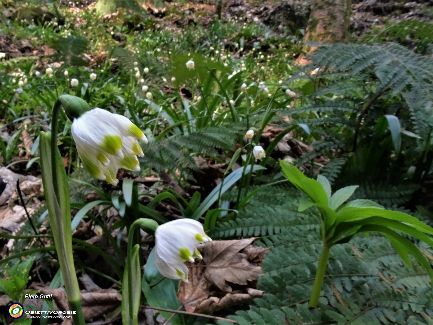 24 Leucojum vernum (Campanelle).JPG